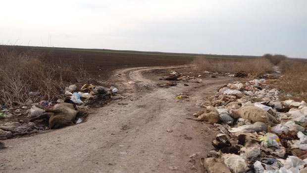 ХОРОР СА МРЦИЊАКА: Лешине разбацане код Бачког Брестовца, смрад неподношљив